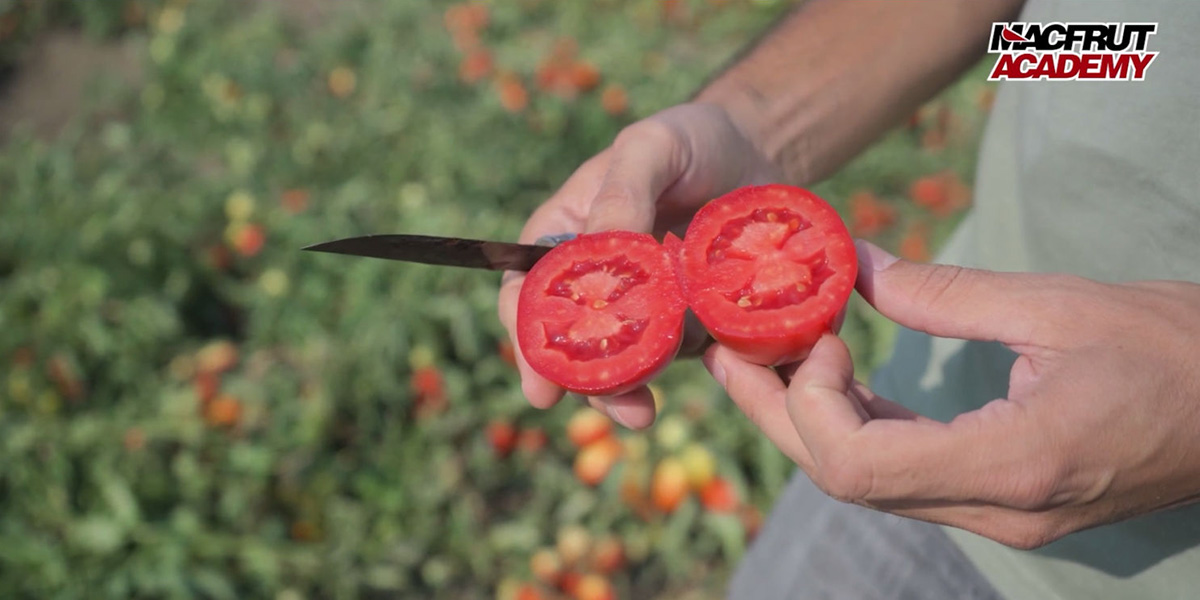 Il pomodoro da industria al centro della nuova videolezione della Macfrut Academy